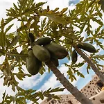 Ξενοδοχείο Rural El Cabo Villaverde (Fuerteventura)
