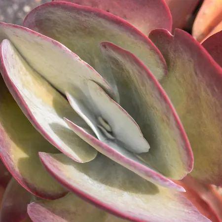 Rural El Cabo 3* Villaverde (Fuerteventura)