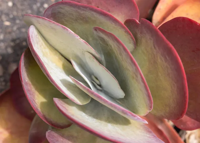 Rural El Cabo 3* Villaverde (Fuerteventura)